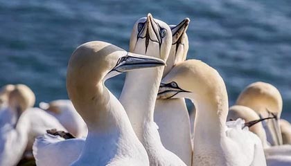 乐鱼体育app官网下载-澳大利亚袋鼠队的新生力量如何改变冠军锦标赛格局，澳大利亚袋鼠竞赛赛区