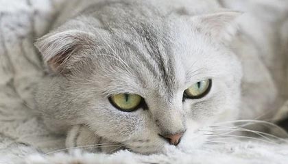 乐鱼体育在线登陆-自由泳长距离南非耐力出众，自由泳长距离视频