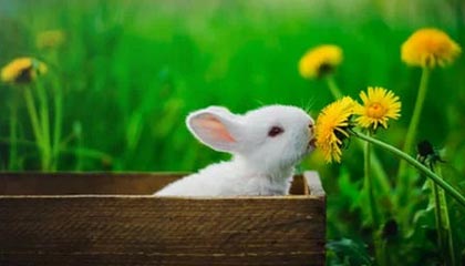 乐鱼app-比利时男篮在欧洲预赛中激战正酣，迈向奥运梦想，比利时男篮3v3